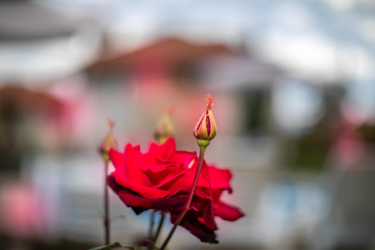 Vila Gardenia Gumostnik Kültér fotó